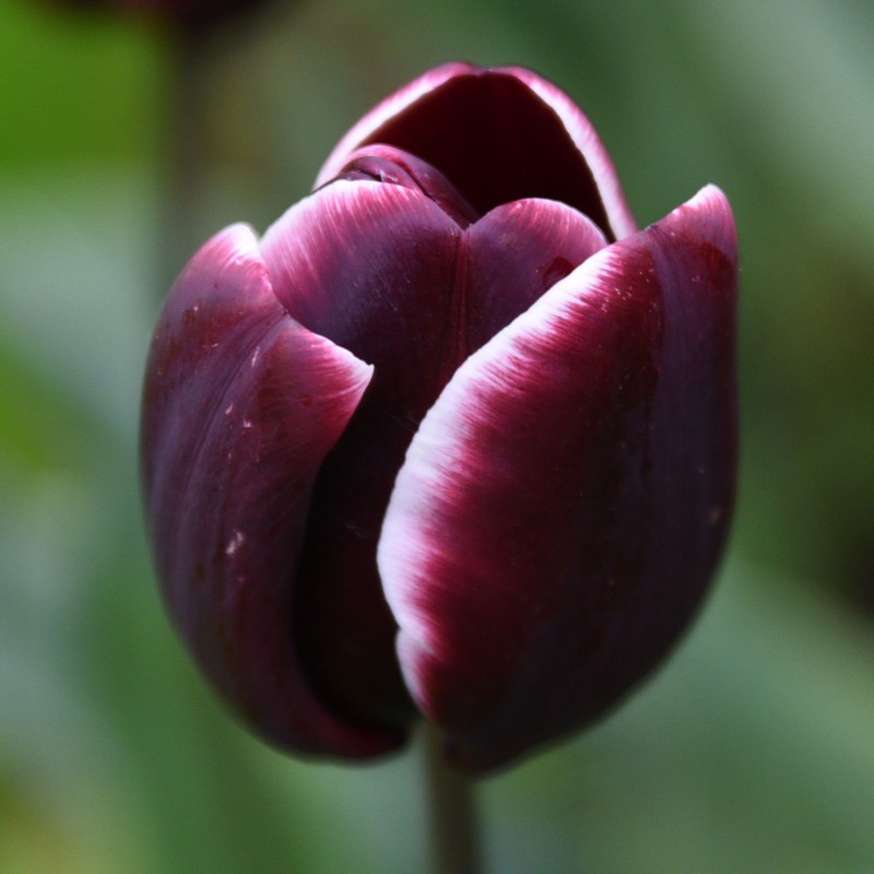 Tulipe violette