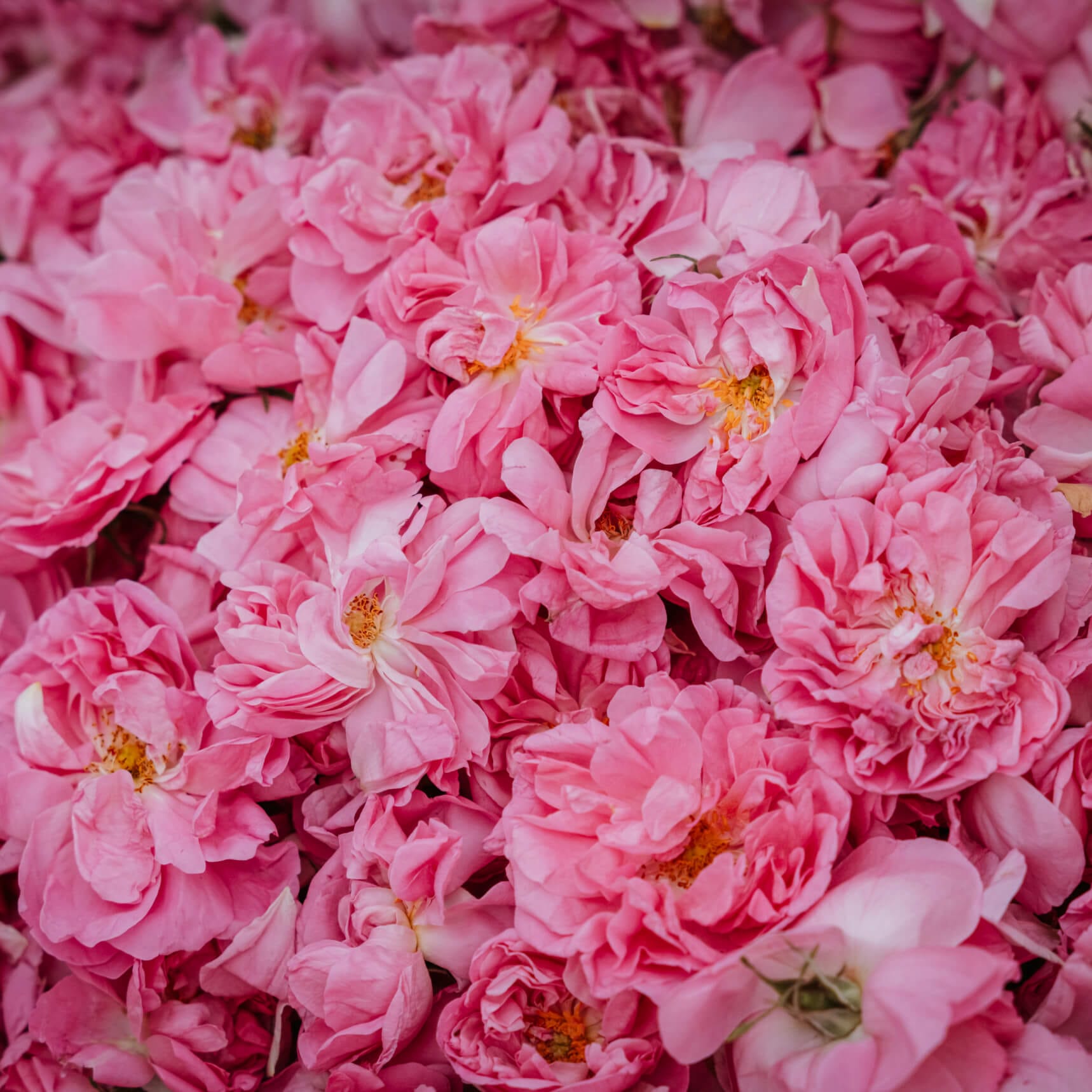 Parfumerie