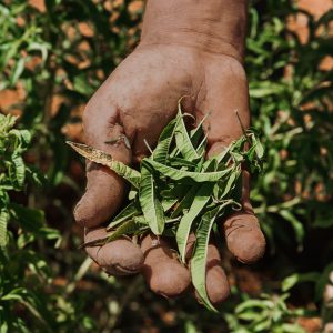 Verveine (Copy)